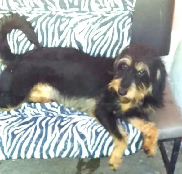 Cachorro ra a  idade 2 anos nome Amora