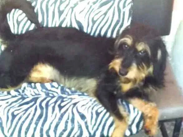 Cachorro ra a  idade 2 anos nome Amora