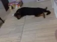 Bucky
