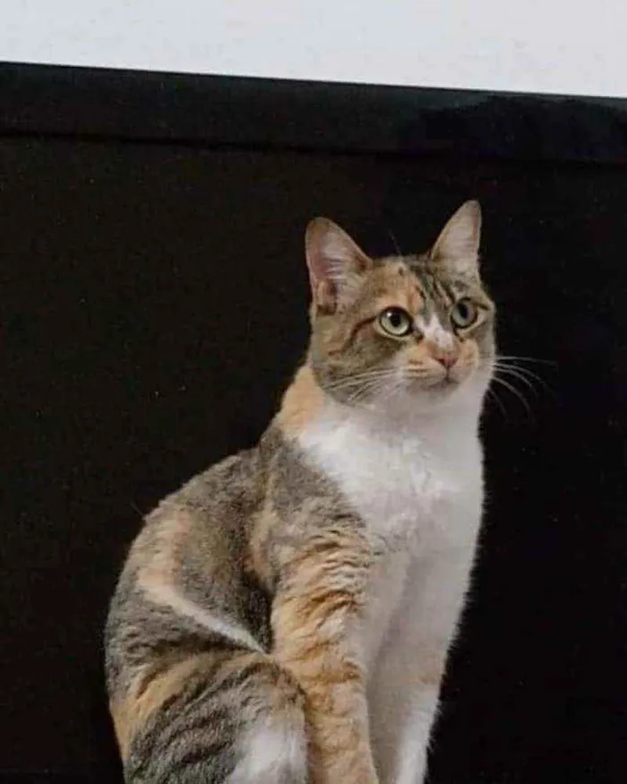 Gato ra a Srd idade 1 ano nome Mafalda