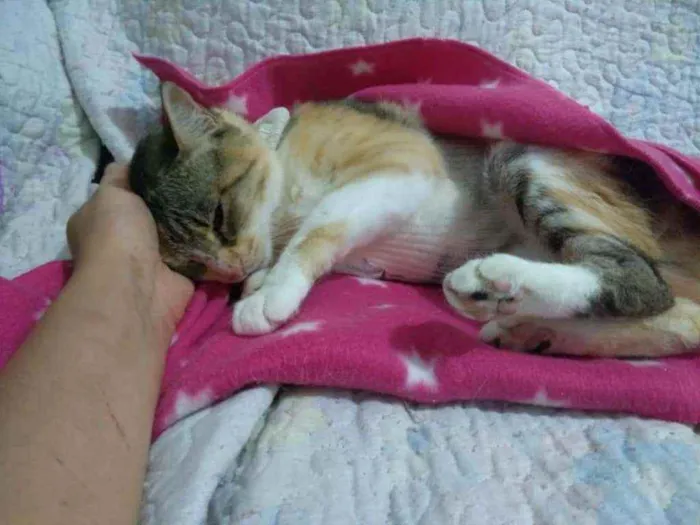 Gato ra a Srd idade 1 ano nome Mafalda