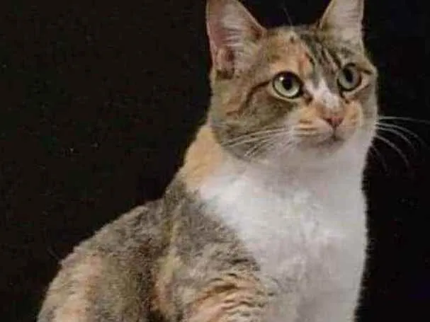 Gato ra a Srd idade 1 ano nome Mafalda