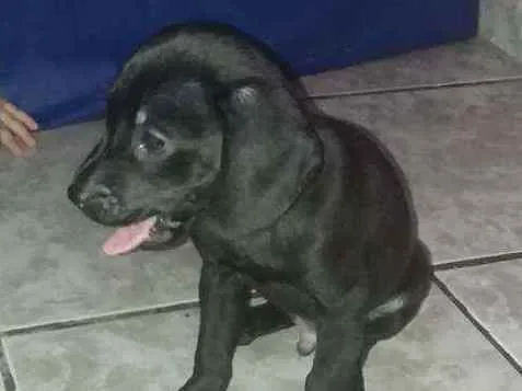Cachorro ra a  idade 2 a 6 meses nome Thor