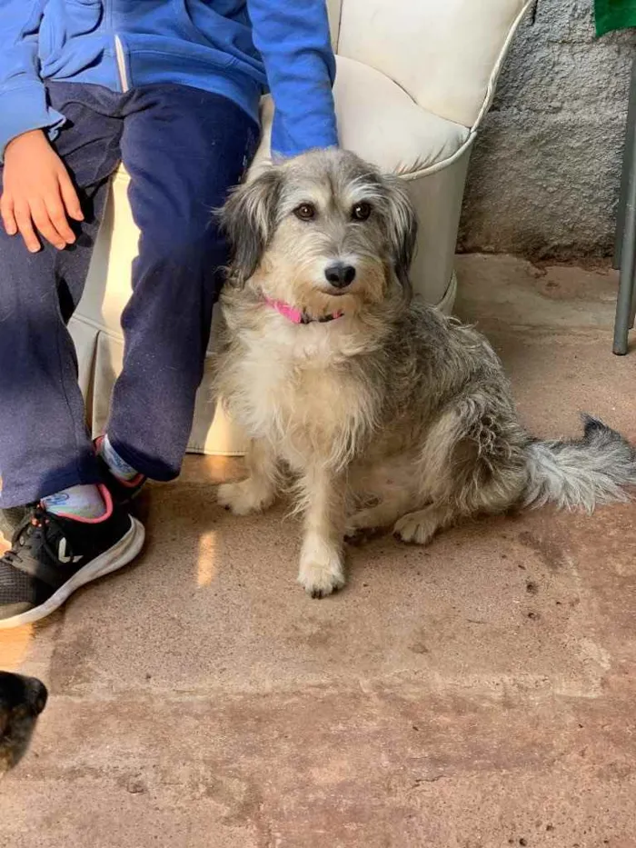 Cachorro ra a Srd idade  nome Raquel