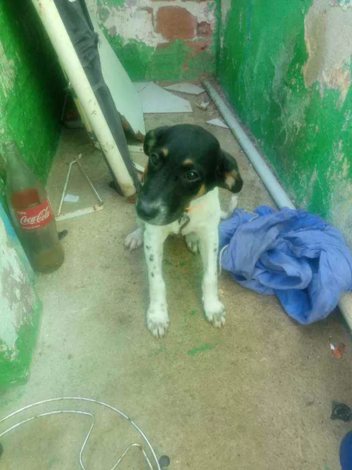 Cachorro ra a Vira-lata idade 2 a 6 meses nome Marley