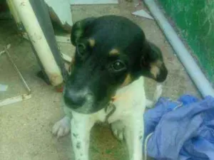 Cachorro raça Vira-lata idade 2 a 6 meses nome Marley