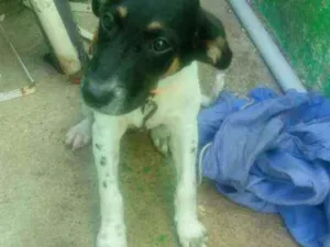 Cachorro raça Vira-lata idade 2 a 6 meses nome Marley