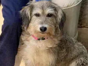 Cachorro raça Srd idade  nome Raquel