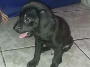 Cachorro raça  idade 2 a 6 meses nome Thor
