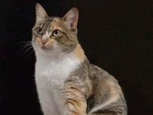 Gato raça Srd idade 1 ano nome Mafalda