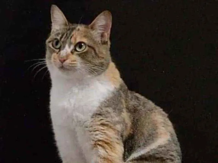Gato ra a Srd idade 1 ano nome Mafalda