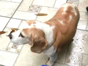 Cachorro raça Biagle idade 6 ou mais anos nome Spike