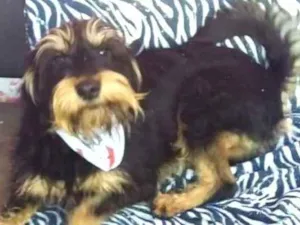 Cachorro raça  idade 2 anos nome Amora 