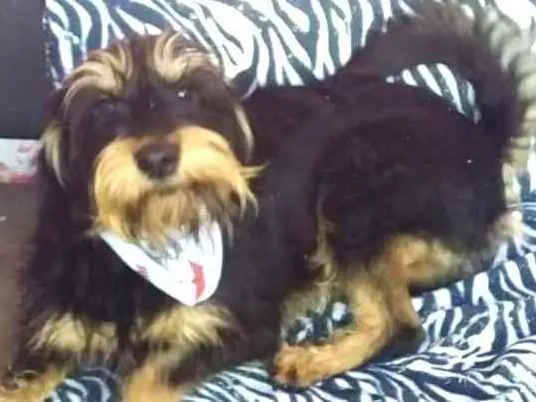 Cachorro ra a  idade 2 anos nome Amora