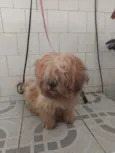 Snoopy