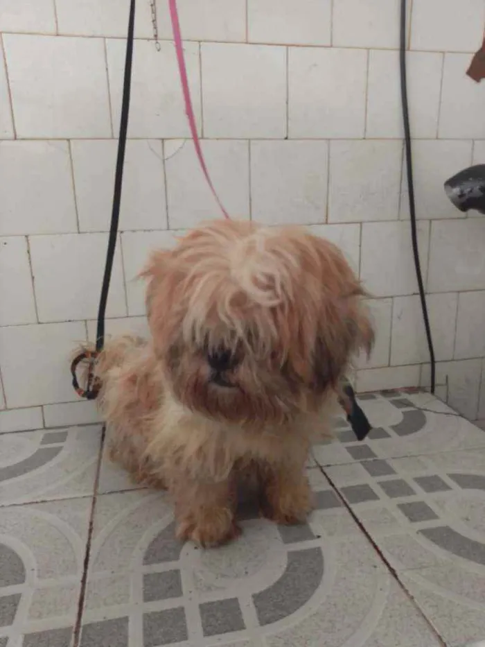 Cachorro ra a Shitzu idade 2 anos nome Snoopy