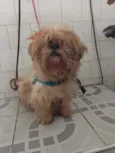 Snoopy