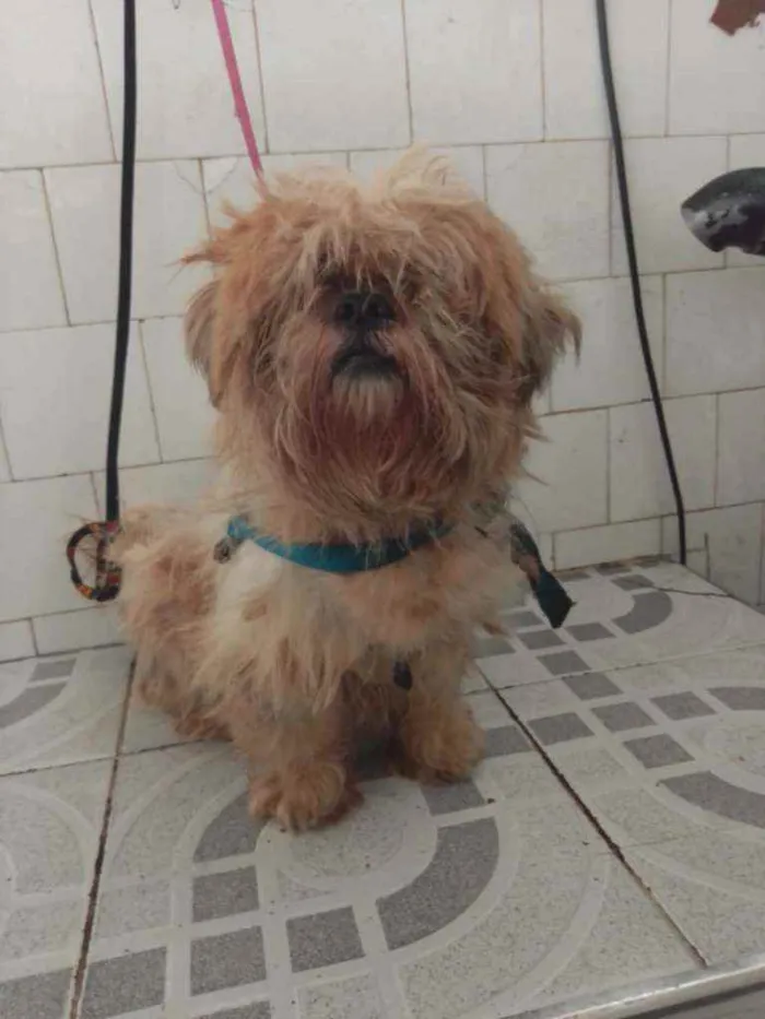 Cachorro ra a Shitzu idade 2 anos nome Snoopy