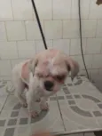 Snoopy