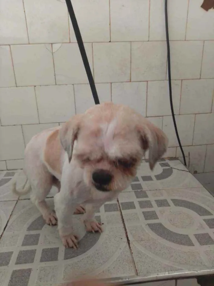 Cachorro ra a Shitzu idade 2 anos nome Snoopy