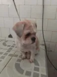 Snoopy