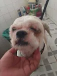 Snoopy