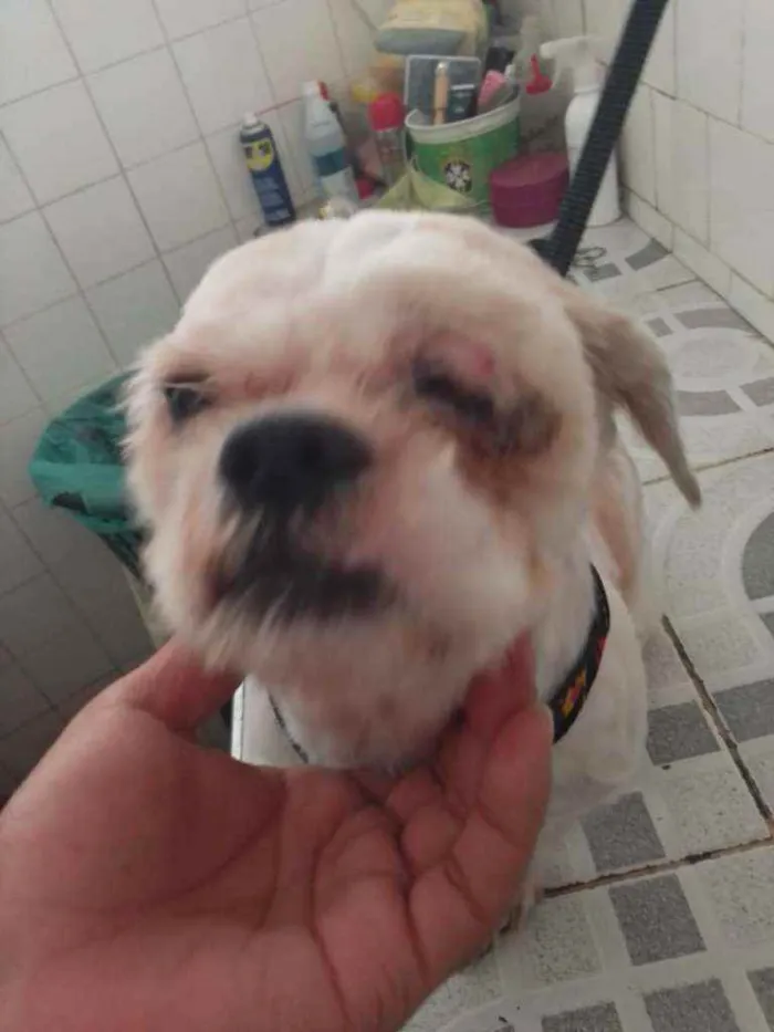 Cachorro ra a Shitzu idade 2 anos nome Snoopy