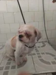 Snoopy