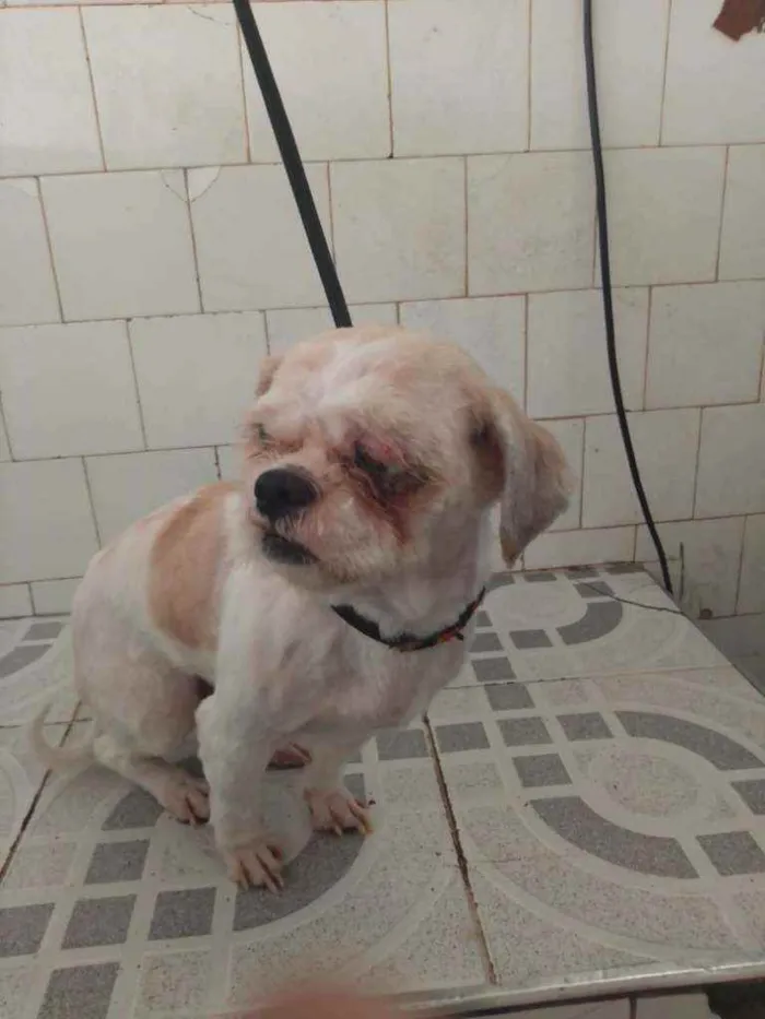 Cachorro ra a Shitzu idade 2 anos nome Snoopy
