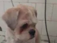 Snoopy