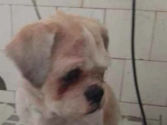 Cachorro ra a Shitzu idade 2 anos nome Snoopy