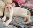MARSHMALLOW