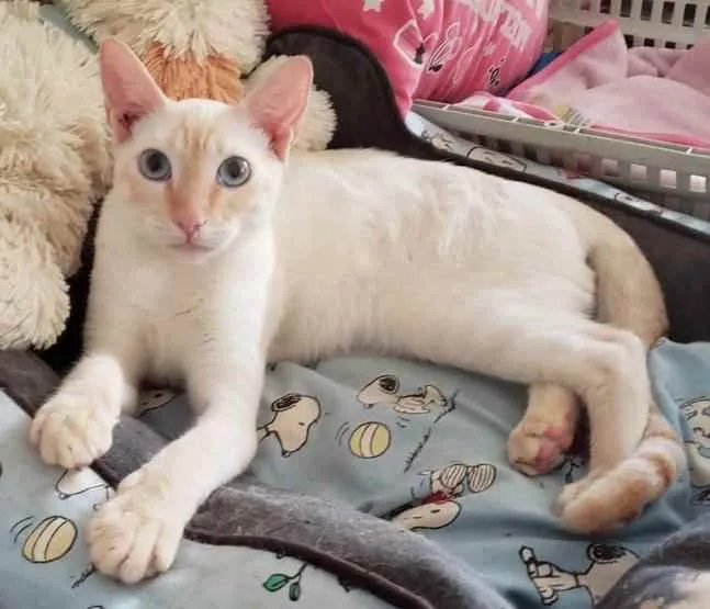 Gato ra a SRD idade 7 a 11 meses nome MARSHMALLOW