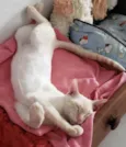MARSHMALLOW