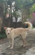 Alemão