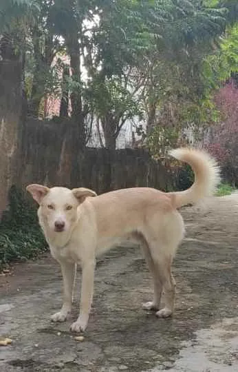 Cachorro ra a SRD idade 1 ano nome Alemão
