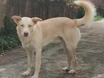 Cachorro ra a SRD idade 1 ano nome Alemão