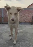 Alemão