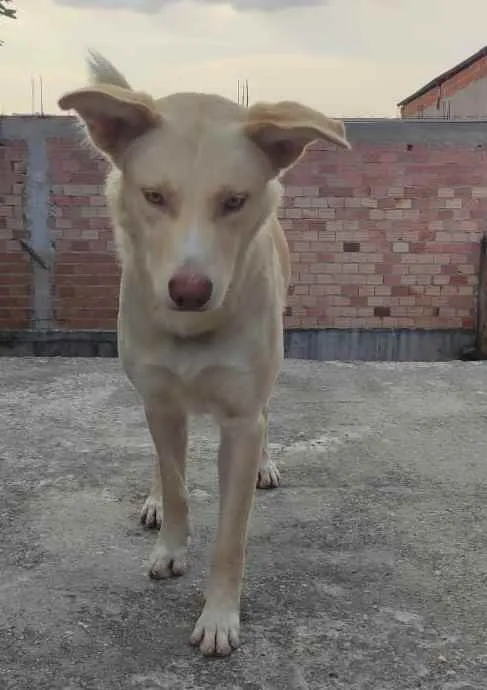 Cachorro ra a SRD idade 1 ano nome Alemão