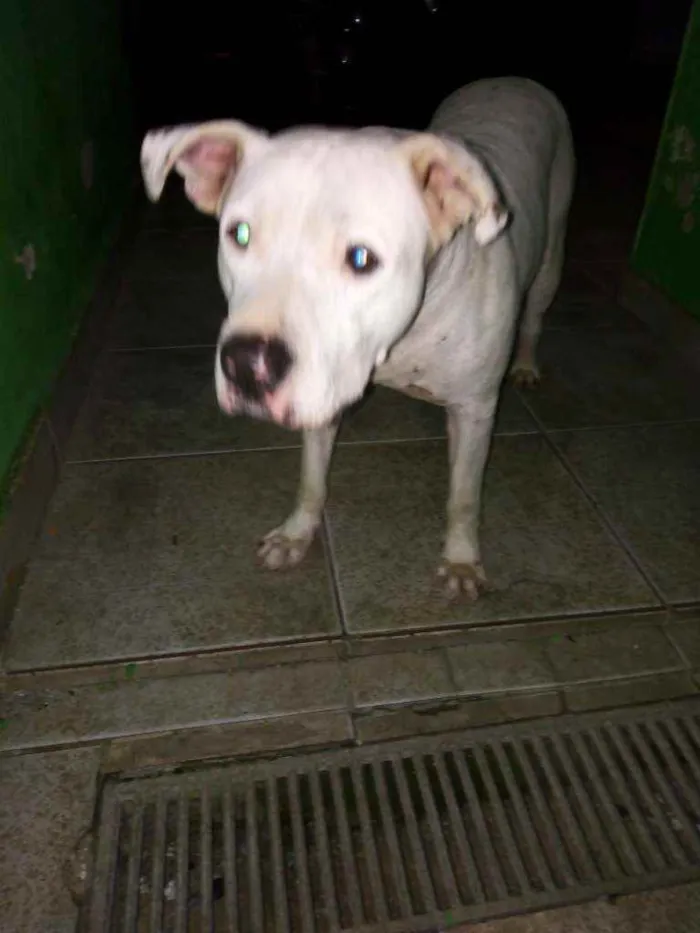 Cachorro ra a Pitbull idade 2 anos nome Apollo
