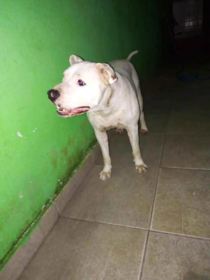 Cachorro ra a Pitbull idade 2 anos nome Apollo