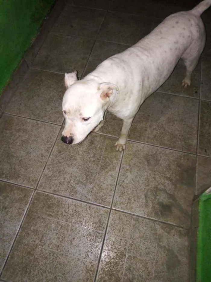 Cachorro ra a Pitbull idade 2 anos nome Apollo