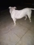 Apollo