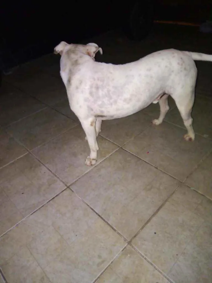 Cachorro ra a Pitbull idade 2 anos nome Apollo