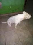 Apollo