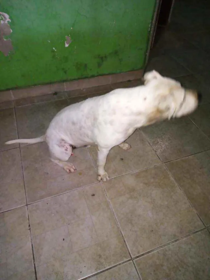 Cachorro ra a Pitbull idade 2 anos nome Apollo
