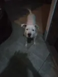 Apollo