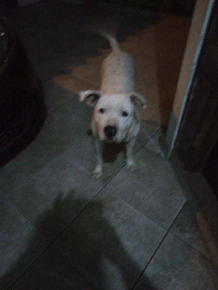 Cachorro ra a Pitbull idade 2 anos nome Apollo