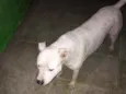 Apollo