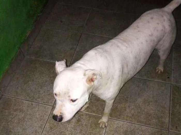 Cachorro ra a Pitbull idade 2 anos nome Apollo